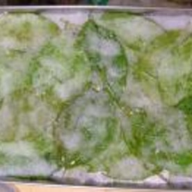 桜の葉っぱの塩漬け レシピ 作り方 By はるかサン 楽天レシピ 桜の葉っぱの塩漬け レシピ 作り方 By はるかサン 楽天レシピ